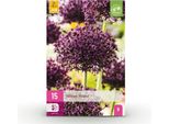 Bulbi Da Fiore Allium Miami - Viola - 15 Pezzi - Bulbo Di Dimensioni 10/11 - Porro Ornamentale Per Giardino E Balcone - Fioritura Da Maggio A Giugno - Perenne Resistente 60-80Cm