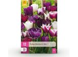 Bulbi Da Fiore Tulipa Blueberry Mix - Vari Colori - 12 Pezzi - Bulbo Di Dimensioni 11/12 - Mix Di Tulipani Colorati Per Giardino, Balcone E Terrazza - Fioritura Primaverile