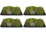 Tappeto Di Sedum - 4 Tappeti Vegetali - Piante Tappezzanti Resistenti Di 10 Varietà Di Sedum - Dimensioni 50X30 Cm - Facile Da Curare E Resistente Alle Intemperie - Per Aiuole, Tetti E Terrazze