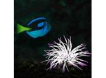 Anemone, Simulazione Di Anemone Luminoso Per Acquari, Decorazioni Per Acquari In Corallo, Decorazioni In Corallo Per Acquari, Accessori Per Acquari In Finto Anemone (Viola)