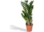 GlüCksfeder Zamioculcas 70 Cm – Pianta Da Appartamento Ø17 Cm Facile Da Curare