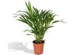 Palma Da Frutto Dorata Areca 60 Cm – Dypsis Lutescens Pianta Da Appartamento Ø17 Cm