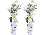 Gelsomino A Stella Trachelospermum 'Star Of Venice' - Set Di 2 - Circa 65Cm Di Altezza Ø15Cm - Pianta Rampicante Profumata E Resistente - Sempreverde - Per Balcone, Terrazza E Giardino