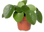 Albero Dei Soldi Cinese 20 Cm – Pilea Peperomioides Pianta Da Appartamento Ø12 Cm
