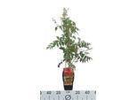 Campsis Radicans - Fiore A Tromba 50-60 Cm | Vaso