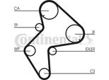 Continental Ctam CT775 Cinghia Dentata Oe 081653 Compatibile Con Escort, Xm