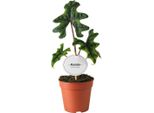 Alocasia Jacklyn Ø12Cm Pianta Da Appartamento Orecchio Di Elefante 30Cm