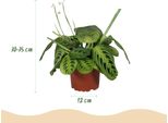 Maranta Fascinator Lemon Lime Set Da 4 Piante Da Appartamento Con Vaso Grigio Ø12Cm Altezza Circa 25Cm Pianta Della Preghiera Verde Adatta Agli Animali Domestici Facile Da Curare Per Soggiorno, Ufficio, Cucina E Bagno
