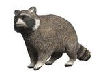 Wild Life WaschbäR, Spielfigur