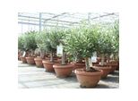 Olivenbaum Bonsai 70 - 90 Cm FormgehöLz, Olive Winterhart, Olea Europaea