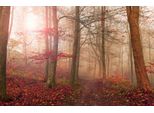 Fototapete Papermoon "Photo-Art Leif Londal, Waldszene Im November", Bunt, B:3,5M L:2,6M, Vlies, Tapeten