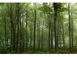 Fototapete Papermoon "Photo-Art Leif Londal, Wald", Bunt, B:3,5M L:2,6M, Vlies, Tapeten