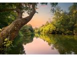 Fototapete Papermoon "Fluss Im WALD-BAUM Wiese Wald Sonne Weg Pflanze Farne", Bunt, B:3,5M L:2,6M, Vlies, Tapeten