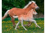 Fototapete Papermoon "Horses", Bunt, B:5M L:2,8M, Vlies, Tapeten
