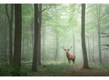 Fototapete Papermoon "Hirsch Im Wald", Bunt, B:5M L:2,8M, Vlies, Tapeten