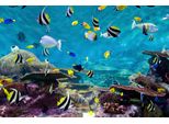 Fototapete Papermoon "Fische", Bunt, B:3,5M L:2,6M, Vlies, Tapeten