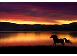 Fototapete Papermoon "Pferd In Landschaft", Bunt, B:5M L:2,8M, Vlies, Tapeten