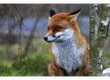 Fototapete Papermoon "Red Fox", Bunt, B:3,5M L:2,6M, Vlies, Tapeten
