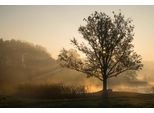 Fototapete Papermoon "Baum Im Feld", Bunt, B:4,5M L:2,8M, Vlies, Tapeten