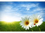 Fototapete Papermoon "Spring Daisies", Bunt, B:5M L:2,8M, Vlies, Tapeten