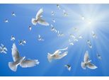 Fototapete Papermoon "White Doves", Bunt, B:5M L:2,8M, Vlies, Tapeten