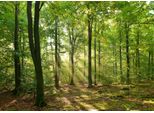 Fototapete Papermoon "Forrest Morning", Bunt, B:5M L:2,8M, Vlies, Tapeten
