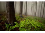 Fototapete Papermoon "Mystischer Wald", Bunt, B:4,5M L:2,8M, Vlies, Tapeten
