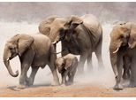 Fototapete Papermoon "Elephan Herd", Bunt, B:4M L:2,6M, Vlies, Tapeten