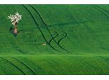 Fototapete papermoon "Feld Mit Baum", Bunt, B:4,5M L:2,8M, Vlies, Tapeten