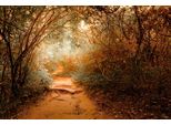 Fototapete papermoon "Tropischer Dschungel", Bunt, B:4,5M L:2,8M, Vlies, Tapeten