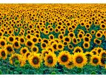 Fototapete Papermoon "Field Of Sunflowers", Bunt, B:4M L:2,6M, Vlies, Tapeten