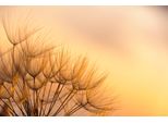 Fototapete Papermoon "Dandelion Sunset", Bunt, B:3,5M L:2,6M, Vlies, Tapeten