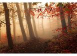 Fototapete Papermoon "Photo-Art Leif Londal, Auf Das Licht", Bunt, B:5M L:2,8M, Vlies, Tapeten