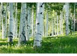 Fototapete Papermoon "Birkenwald", Bunt, B:4,5M L:2,8M, Vlies, Tapeten