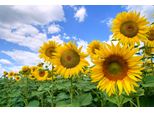 Fototapete Papermoon "Sunflower Field", Bunt, B:5M L:2,8M, Vlies, Tapeten