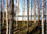 Fototapete Papermoon "Finnish Forest Of Birch Trees", Bunt, B:4M L:2,6M, Vlies, Tapeten