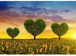Fototapete Papermoon "Blumenwiese Mit HerzbäUmen", Bunt, B:4,5M L:2,8M, Vlies, Tapeten