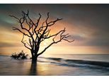 Fototapete Papermoon "Baum Am Strand", Bunt, B:4,5M L:2,8M, Vlies, Tapeten