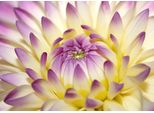 Fototapete Papermoon "Macro Pink Flower", Bunt, B:3,5M L:2,6M, Vlies, Tapeten