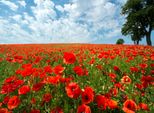 Fototapete Papermoon "Red Poppy Field", Bunt, B:5M L:2,8M, Vlies, Tapeten