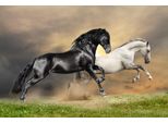 Fototapete Papermoon "Black And White Horses", Bunt, B:5M L:2,8M, Vlies, Tapeten