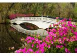 Fototapete Papermoon "Fluss Im Wald", Bunt, B:5M L:2,8M, Vlies, Tapeten