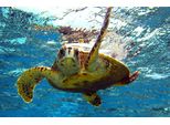 Fototapete Papermoon "SchildkröTe Im Wasser", Bunt, B:4,5M L:2,8M, Vlies, Tapeten