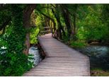 Fototapete Papermoon "Steg Durch Wald", Bunt, B:3,5M L:2,6M, Vlies, Tapeten