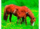 Fototapete Papermoon "Horses", Bunt, B:5M L:2,8M, Vlies, Tapeten