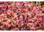 Fototapete Papermoon "BlüTen Baum", Bunt, B:4,5M L:2,8M, Vlies, Tapeten