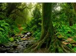 Fototapete Papermoon "Tropischer Jubgle Stream", Bunt, B:5M L:2,8M, Vlies, Tapeten