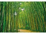 Fototapete Papermoon "Bamboo Forest", Bunt, B:5M L:2,8M, Vlies, Tapeten