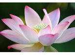 Fototapete Papermoon "Lotus Flower", Bunt, B:5M L:2,8M, Vlies, Tapeten