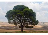 Fototapete Papermoon "Baum In Landschaft", Bunt, B:5M L:2,8M, Vlies, Tapeten